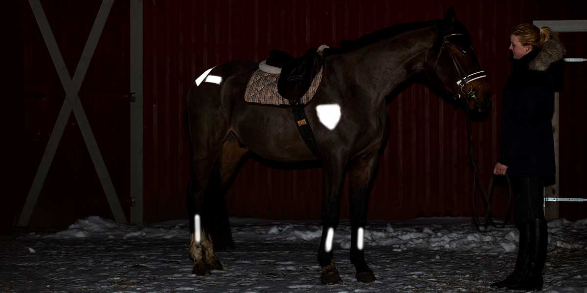 Albedo100 Horse and Pets Horse